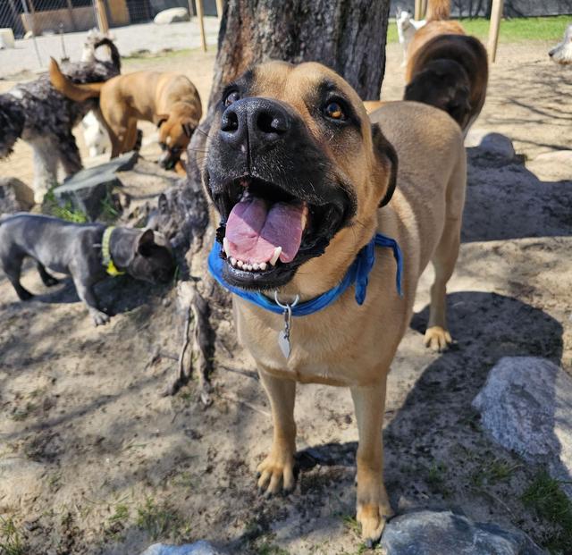Happy tan dog with a blue harness smiling in the play yard