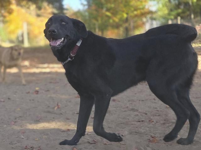Black Lab mix exploring the sunny play yard