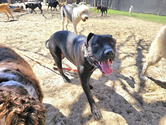 Grey and white dog playing with friends in the yard
