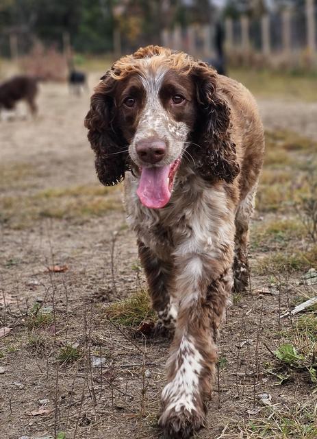 Brown and white spaniel trotting through the yard