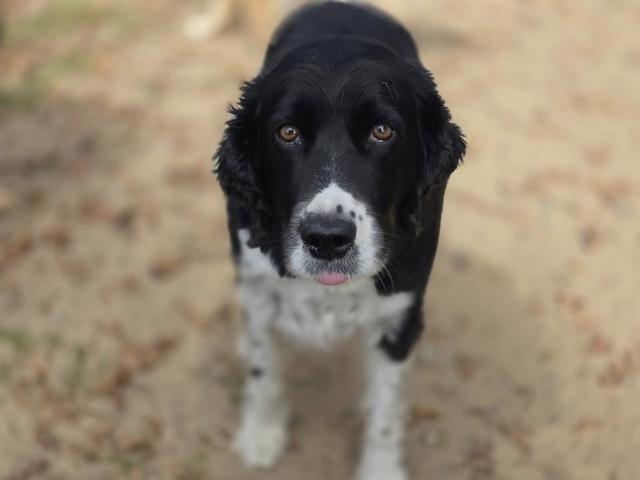 Black and white dog looking up at the camera