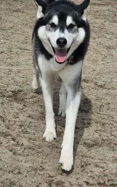 Husky with bright eyes walking in the play yard