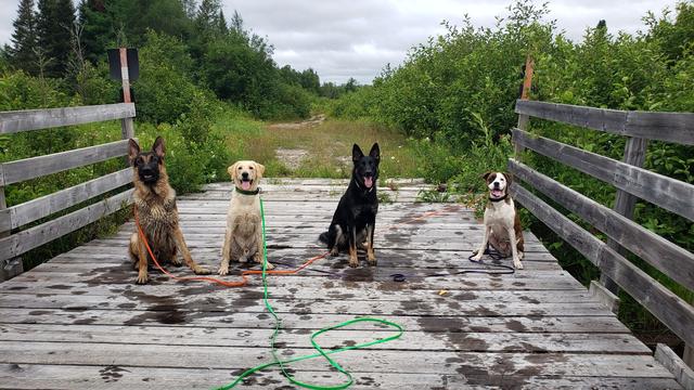 Four dogs sitting in a row on a wooden bridge on the trail, leashes dropped