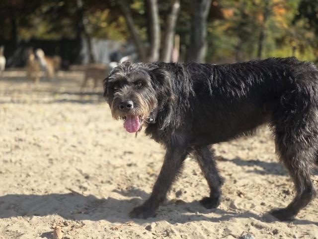 Scruffy black dog sniffing around the yard