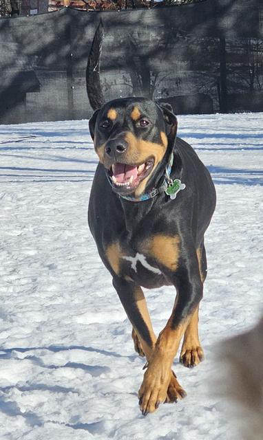 Rottweiler mix trotting through the snow