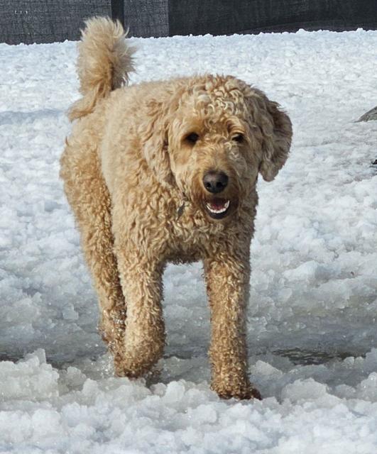 Curly apricot doodle standing in the snow