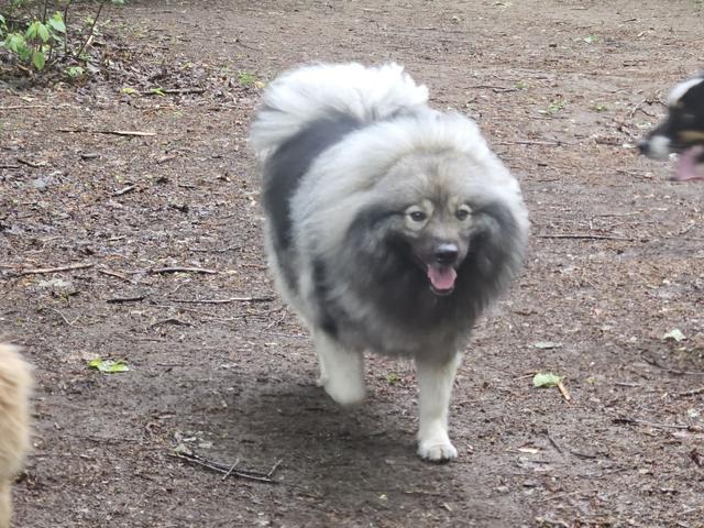 Fluffy grey dog trotting across the yard