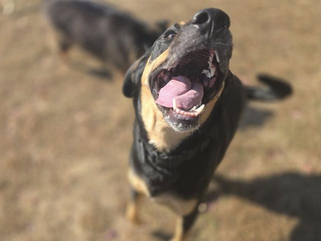 Black and tan dog looking up with a big grin