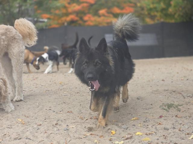 Dogs playing together in the autumn yard