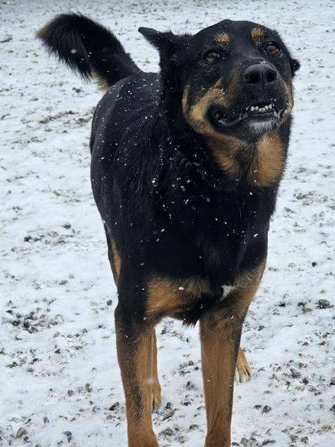 Black and tan shepherd mix standing in the snow