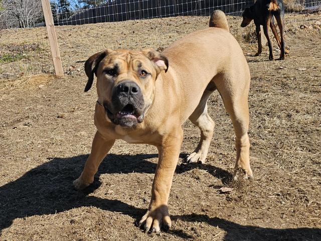 Fawn mastiff mix standing in the play yard