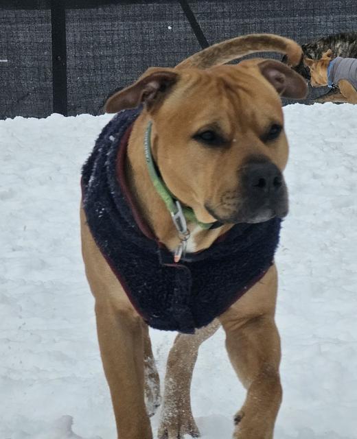 Fawn dog in a black winter coat in the snow
