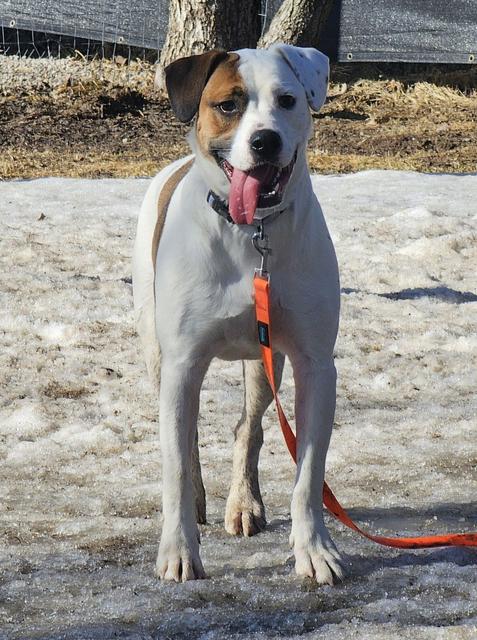 Boxer mix on a red leash in the snow