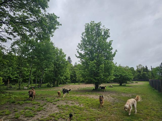 Dogs spread out across the big grassy field