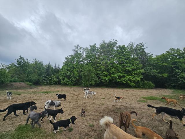 Pack of dogs exploring the open field