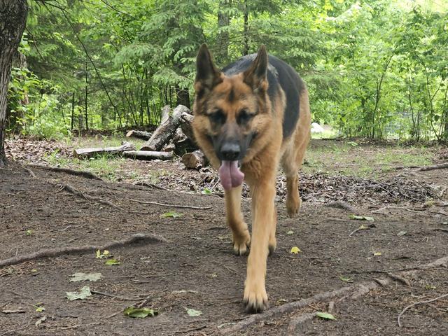 German shepherd walking on the trails