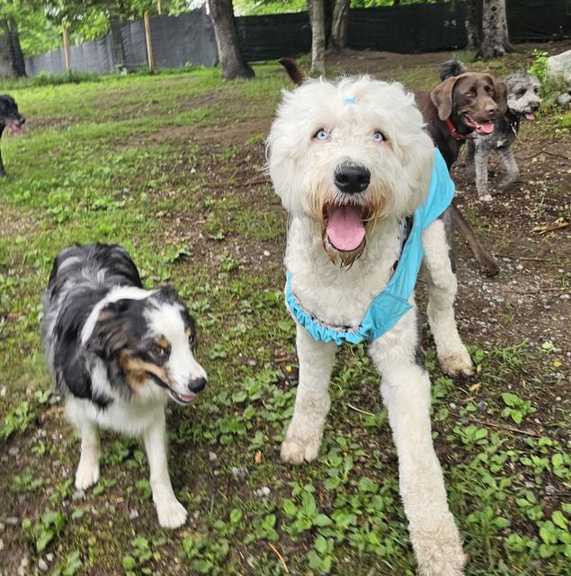 White doodle and a border collie in the grassy yard