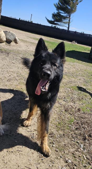 Black German shepherd puppy in the yard