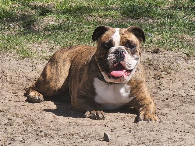 Bulldog lying down in the grass