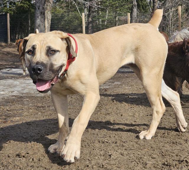Tan dog with a red collar walking in the yard