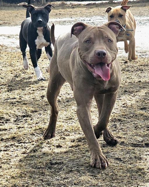 Grey pit bull mix walking in the snowy yard