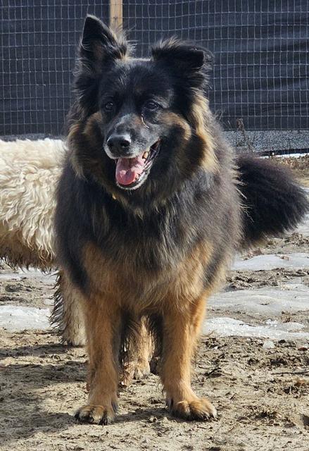 Fluffy shepherd mix sitting in the yard
