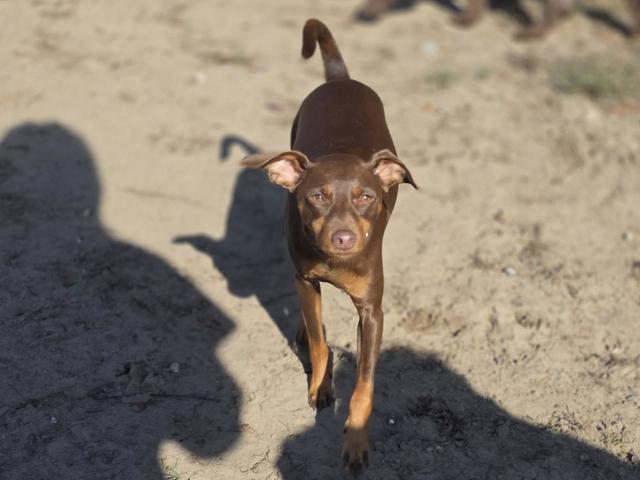 Brown dog playing in the sand in the sun