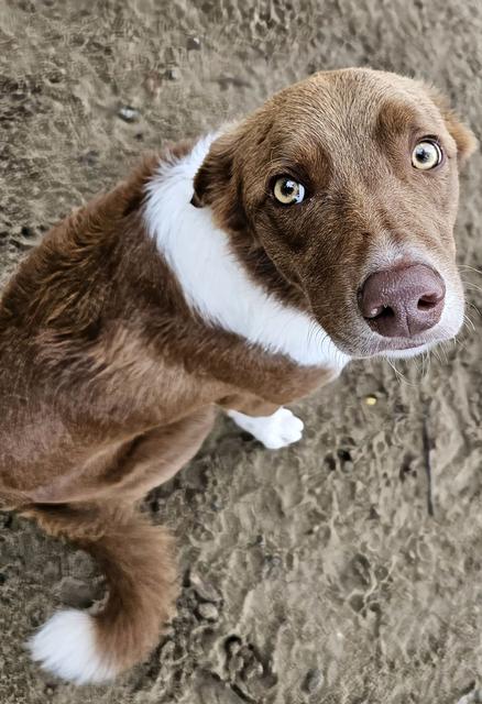 Brown and white dog looking up at the camera