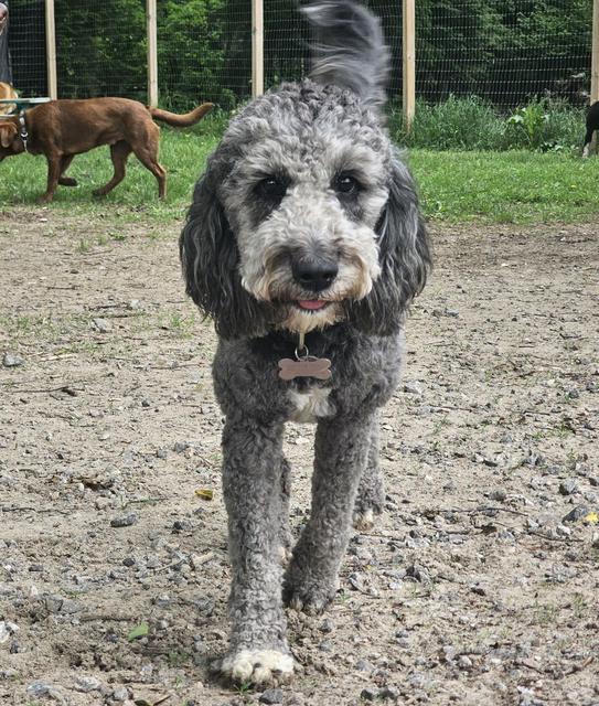 Grey doodle walking toward the camera