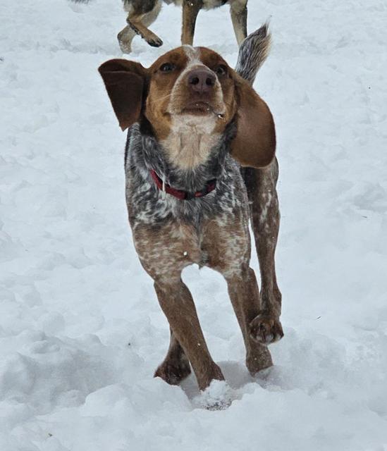 Speckled hound mix in the snow