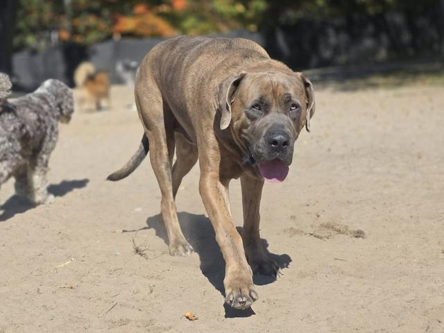 Brindle dog walking across the yard