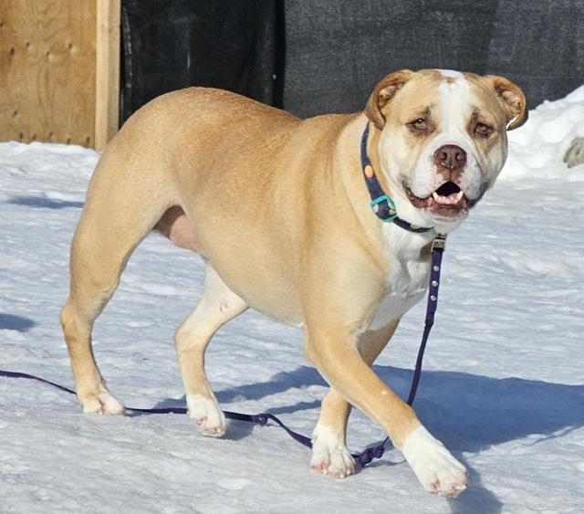 Yellow Lab mix walking in the snow