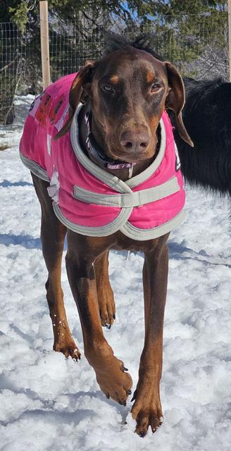 Brown dog in a pink coat in the snow