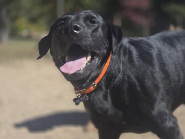 Black Lab with an orange collar smiling