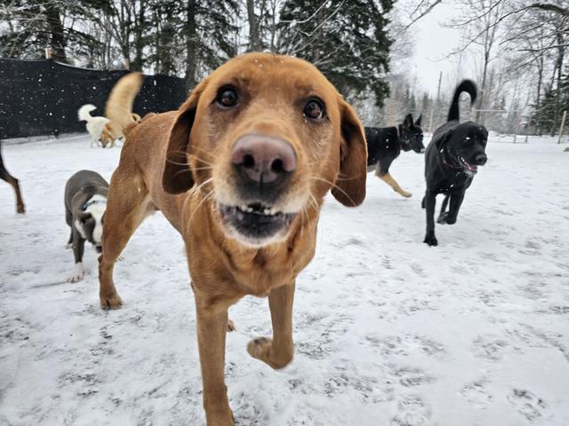 Hound mix trotting toward the camera in the snow
