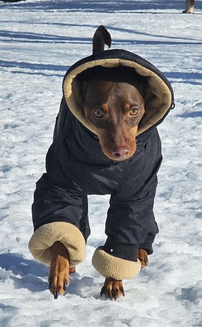 Brown dog in a black hoodie in the snow