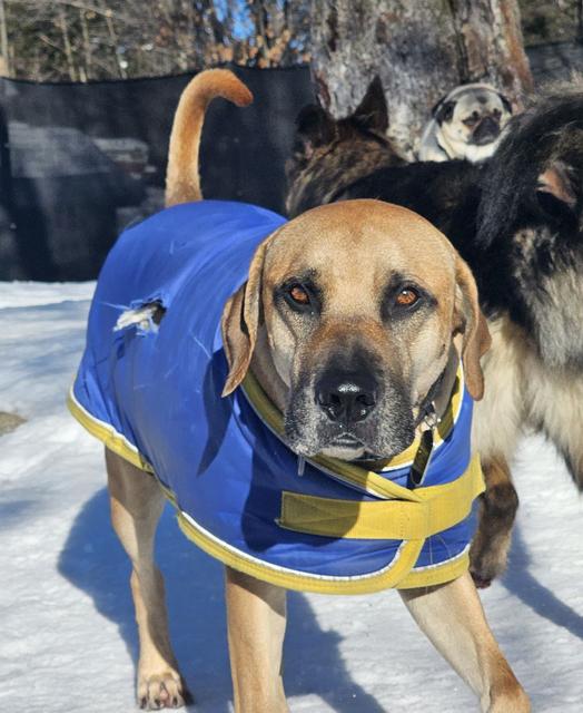 Tan dog in a blue winter coat