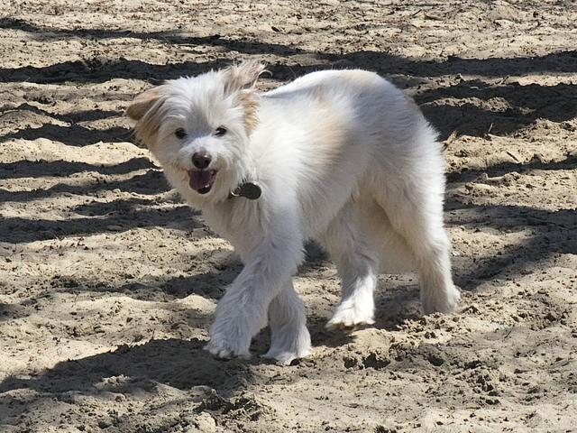 Fluffy white puppy playing in the yard