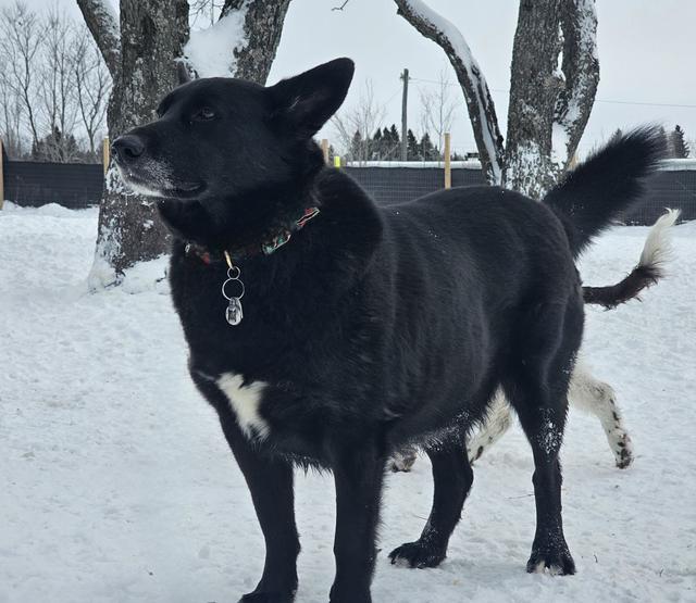 Black dog standing in the snow