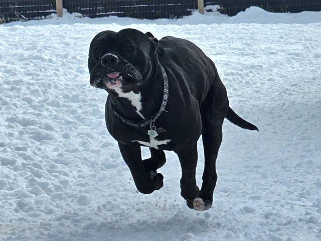 Black dog running through the snow