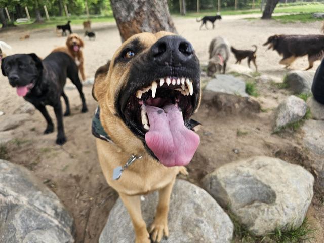 Happy fawn dog with its mouth open in the yard