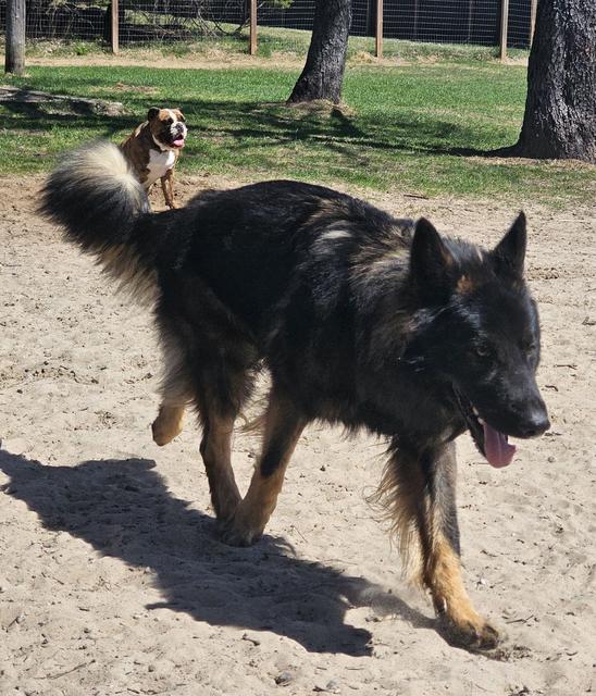 Black and tan shepherd walking in the grass