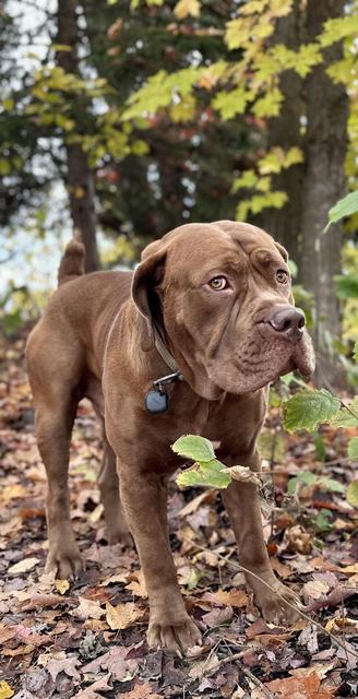 Chocolate dog in the autumn woods