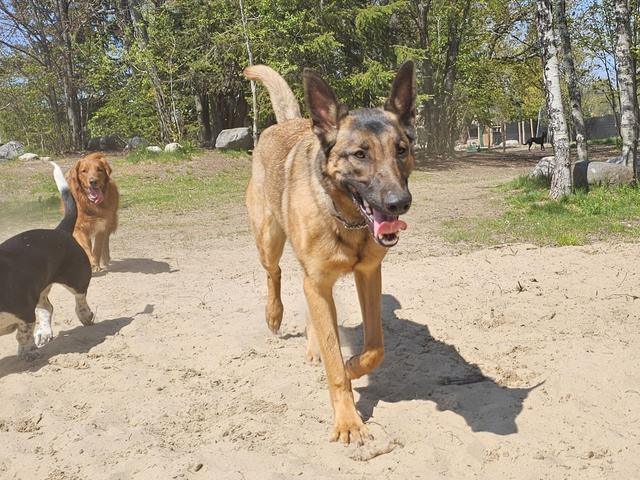 Shepherd mix walking in the sandy yard