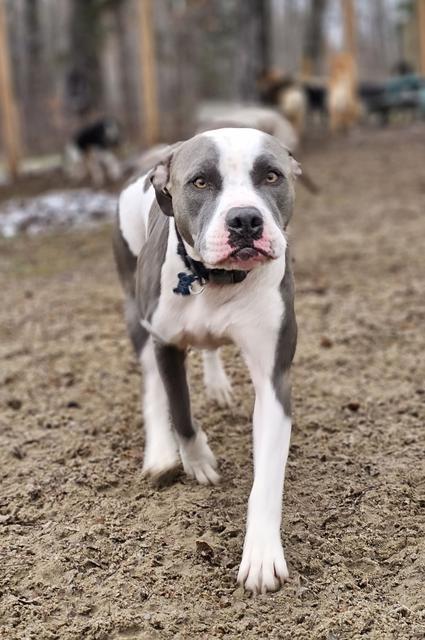 White and grey pit bull mix standing in the yard