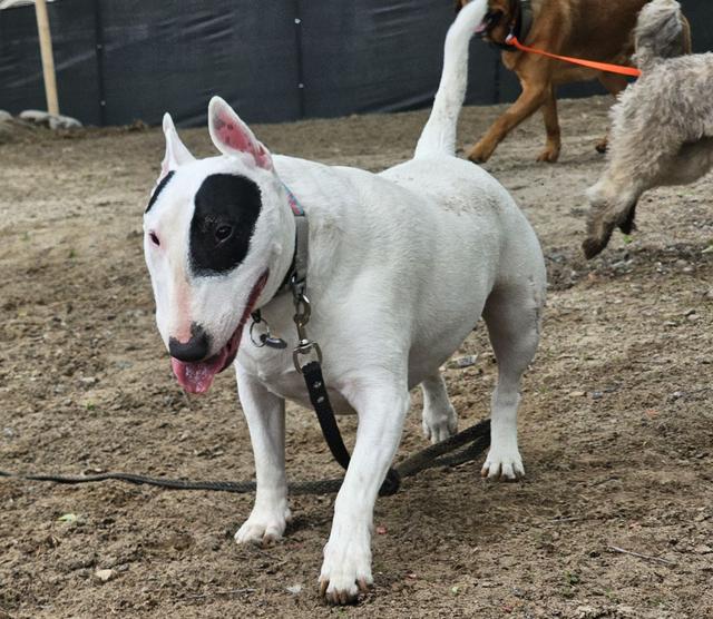 White bull terrier playing in the yard