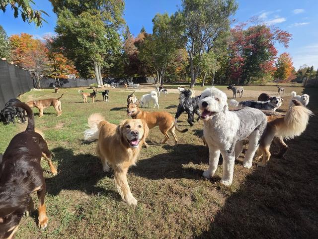 Pack of dogs playing in the sunny field