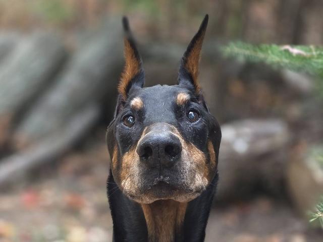 Doberman close-up