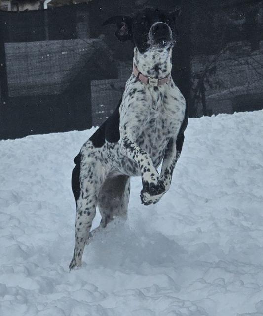 Merle dog leaping through the snow