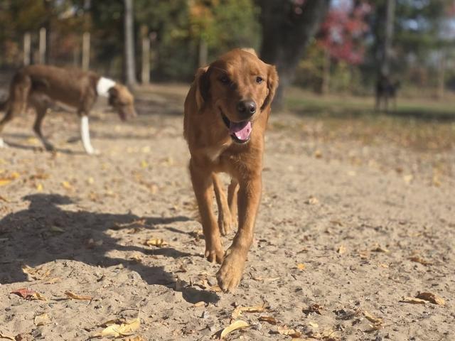Red dog trotting across the play yard